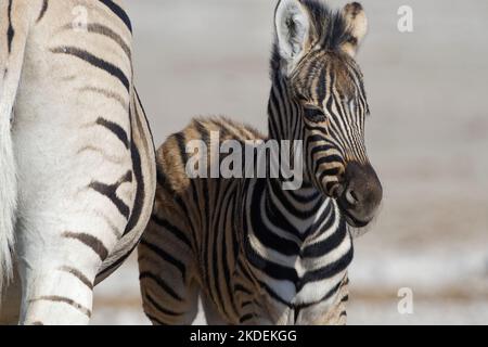 Burchells Zebras (Equus quagga burchellii), Erwachsenen- und Zebrafohlen, Tierporträt, Etosha-Nationalpark, Namibia, Afrika Stockfoto