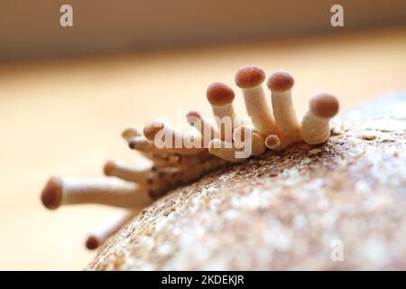 Nadelköpfe von Pappelpilzen oder Samtpyoppini (Yanagi Matsutake), die beim ersten Flush aus dem Mycel-Block herauswachsen Stockfoto