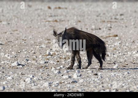 Braune Hyäne (Parahyena brunnea), erwachsen, auf aridem Land, Alarm, Etosha-Nationalpark, Namibia, Afrika Stockfoto