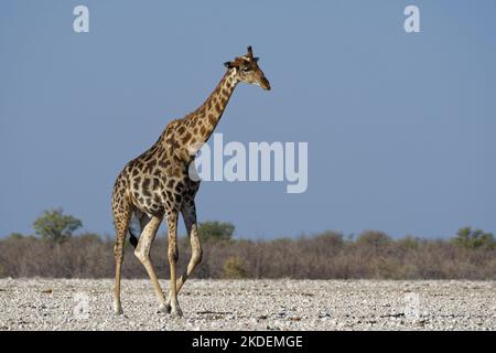 Angolanische Giraffe (Giraffa camelopardalis angolensis), erwachsener Mann, Kopfverletzung, ein Horn weniger, geht in Richtung Wasserloch, Etosha NP, Namibia, Stockfoto