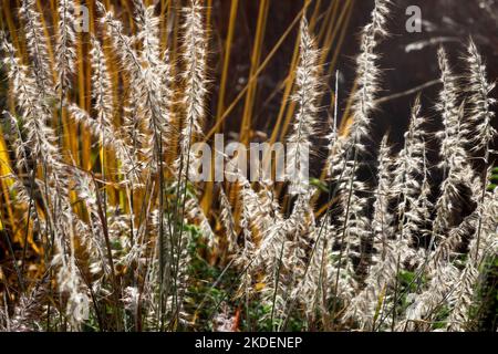 Garten, Brunnengras, Pennisetum, Saatköpfe, Pennisetum orientale Smal Endstücke, Blumenköpfe, Blumen, Gras Stockfoto