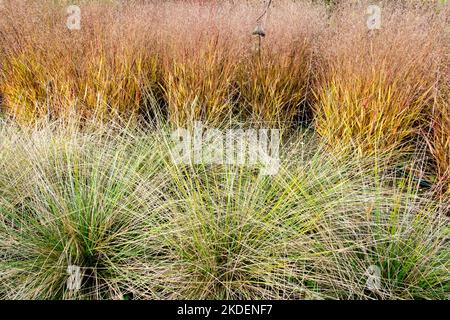 Atlasschwingel, Festuca mairei, Gras, Schwingel, Gräser, Klumpen der Grenze, Herbst, Gartenhintergrund Wechselgras, Panicum virgatum Panicum Garten Stockfoto