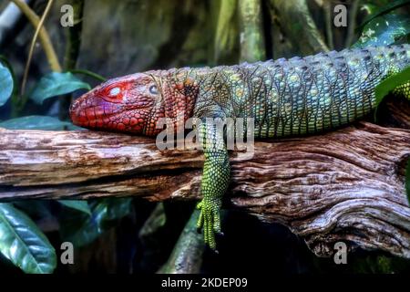Porträt einer nördlichen Kaimaneidechse, die auf dem Ast eines Baumes schläft Stockfoto