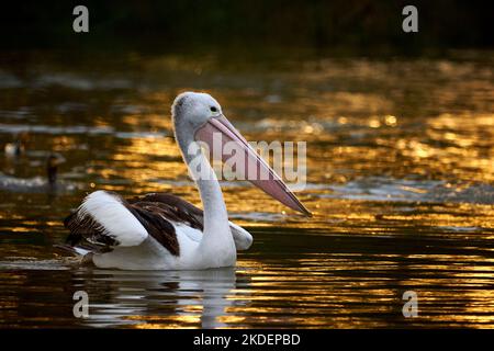 Australischer Pelikan, an einem schnell fließenden Flussschnitt im Murray River in der Nähe von Mildura Stockfoto