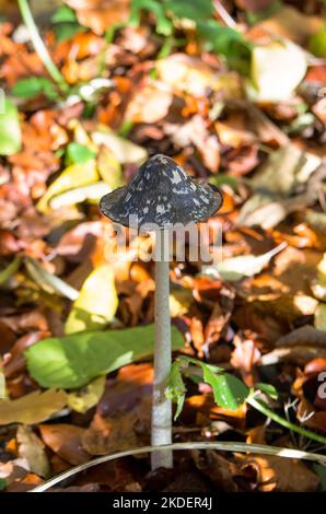 Elster Tintenpilz wächst auf Waldboden Stockfoto