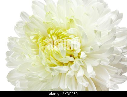 Chrysantheme Blume, isoliert auf weißem Hintergrund, Schnittpfad, volle Schärfentiefe Stockfoto