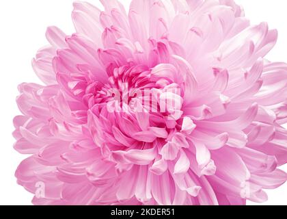 Chrysantheme Blume, isoliert auf weißem Hintergrund, Schnittpfad, volle Schärfentiefe Stockfoto