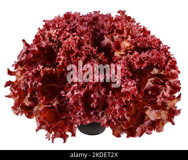 Roter Salat, Salat, Lollo rosso, isoliert auf weißem Hintergrund, Schnittpfad, volle Schärfentiefe Stockfoto