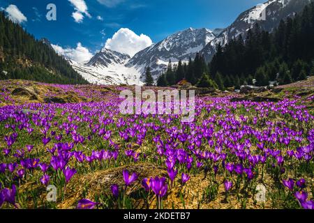 Majestätische alpine Frühlingslandschaft, blumiger Berghang mit blühenden violetten Krokusblüten und schneebedeckten Bergen im Hintergrund, Fagaras Berge, Auto Stockfoto