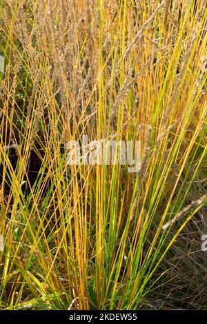 Molinia caerulea 'Cordoba', Purple Moor-Grass, Herbst, Klumpen, Gras, Molinia, Gräser, Hardy, Klumpen, Stängel Stockfoto