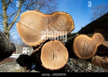 Schneiden Sie alte Erlenbäume ab, Opfer der globalen Erwärmung Stockfoto