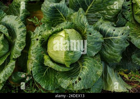 Frischer Bio-Kohl im Garten. Draufsicht auf einen Kohl-Kopf mit holeigen Blättern, die von Schädlingen gefressen werden. Regentropfen auf den Blättern. Stockfoto