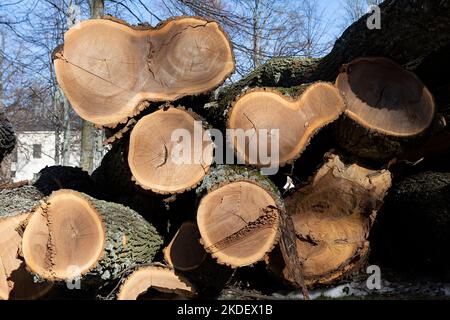Nahaufnahme von neu abgeschnittenen Bäumen, die als Feuerholz verwendet werden sollen Stockfoto