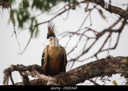 Hoatzin (Opisthocomus hoazin) fotografiert im ecuadorianischen Amazonas-Regenwald fotografiert im Cuyabeno Reserve Ecuador Stockfoto