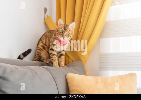 Bengalkatze mit einem Schal um den Hals sitzt auf dem Sofa im Zimmer. Stockfoto