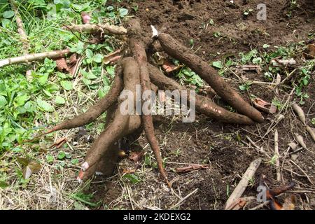 In einem Dorf in Siona im Cuyabeno Wildlife Reserve, Ecuador, demonstriert Woman die Zubereitung und das Kochen von Yucca-Wurzeltortillas in einer Innenküche. Stockfoto