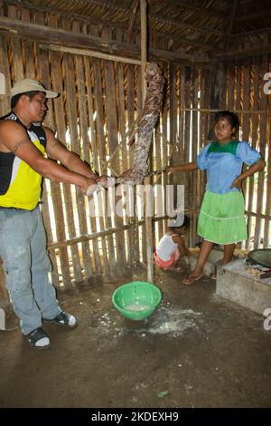 In einem Dorf in Siona im Cuyabeno Wildlife Reserve, Ecuador, demonstriert Woman die Zubereitung und das Kochen von Yucca-Wurzeltortillas in einer Innenküche. Stockfoto