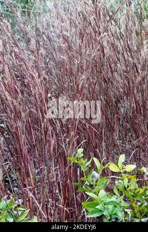Little Bluestem, Schizachyrium scoparium 'JS Red Frost', Rot, Grashalme, Herbstfärbung Stockfoto
