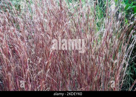 Andropogon scoparius, Hardy, Grass, Clump, Little Bluestem, Schizachyrium Scoparium, Cooper, Farbe, Herbst Stockfoto