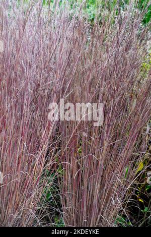 Andropogon scoparius, Hardy, Grass, Clump, Little Bluestem, Schizachyrium Scoparium, Cooper, Farbe, Herbst Stockfoto