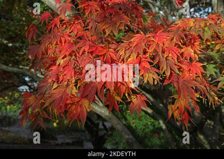 Die Herbstfarben des Acer palmatum 'elegans'-Baumes. Stockfoto