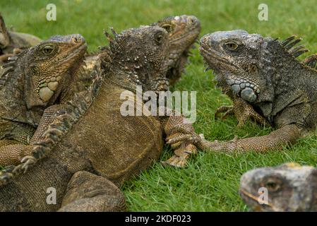 Nahaufnahme eines grünen Leguans (Leguane) mit Stacheln und Taulap, aufgenommen in Ecuador Stockfoto