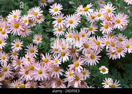 Chrysantheme 'Hillside Sheffield Pink' in Blüte. Stockfoto