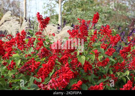 Salvia blüht „Jimi's Good Red“. Stockfoto