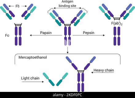 Die Antikörperstruktur des Immunglobulins mit den Enzymen Papain und Pepsin, die Grundstruktur eines Antikörpers, die Leichtketten und schwere Ketten zeigt Stock Vektor