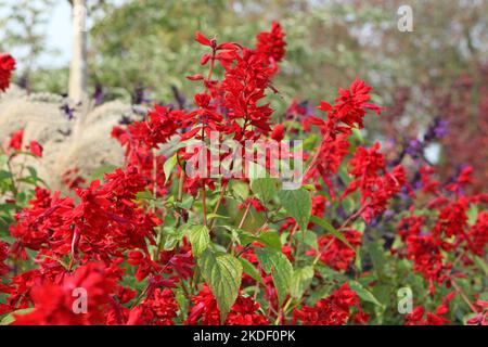 Salvia blüht „Jimi's Good Red“. Stockfoto