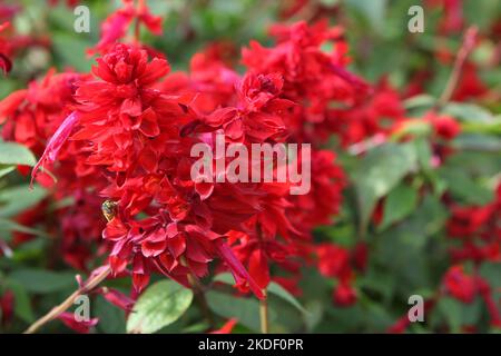 Salvia blüht „Jimi's Good Red“. Stockfoto