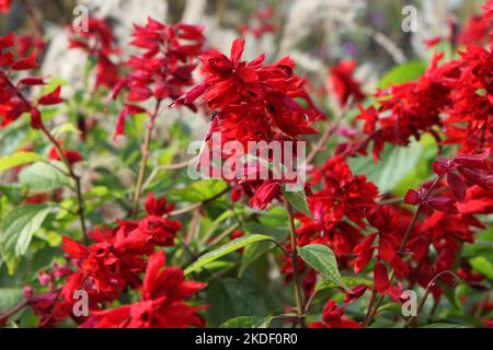 Salvia blüht „Jimi's Good Red“. Stockfoto