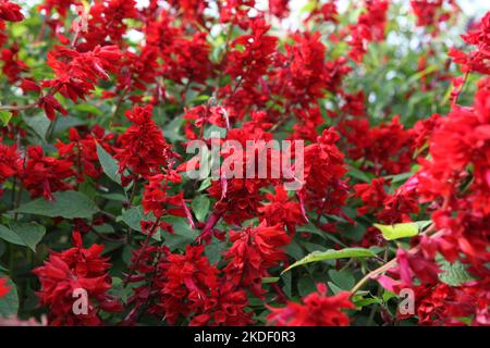 Salvia blüht „Jimi's Good Red“. Stockfoto