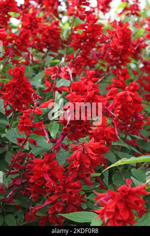 Salvia blüht „Jimi's Good Red“. Stockfoto