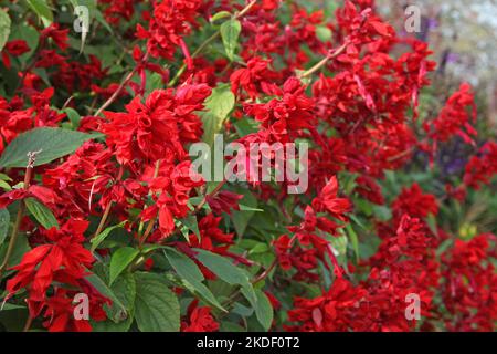 Salvia blüht „Jimi's Good Red“. Stockfoto