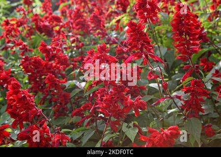 Salvia blüht „Jimi's Good Red“. Stockfoto