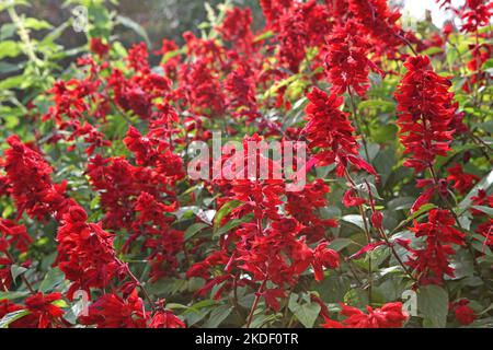 Salvia blüht „Jimi's Good Red“. Stockfoto