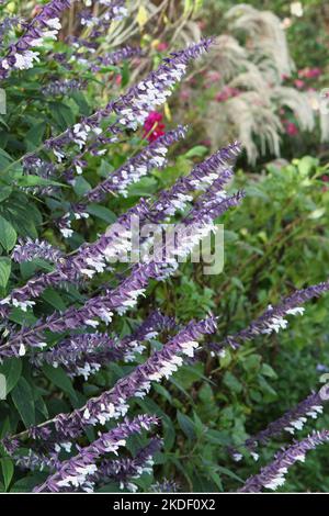 Salvia splendens 'Phyllis' Fancy' in Blüte. Stockfoto