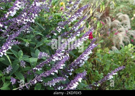 Salvia splendens 'Phyllis' Fancy' in Blüte. Stockfoto