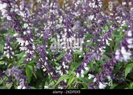 Salvia splendens 'Phyllis' Fancy' in Blüte. Stockfoto