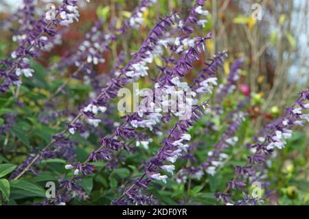 Salvia splendens 'Phyllis' Fancy' in Blüte. Stockfoto