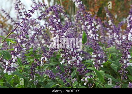 Salvia splendens 'Phyllis' Fancy' in Blüte. Stockfoto