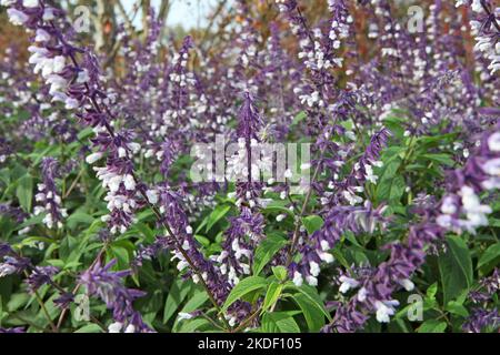 Salvia splendens 'Phyllis' Fancy' in Blüte. Stockfoto