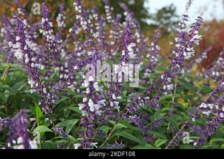 Salvia splendens 'Phyllis' Fancy' in Blüte. Stockfoto