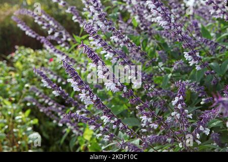 Salvia splendens 'Phyllis' Fancy' in Blüte. Stockfoto