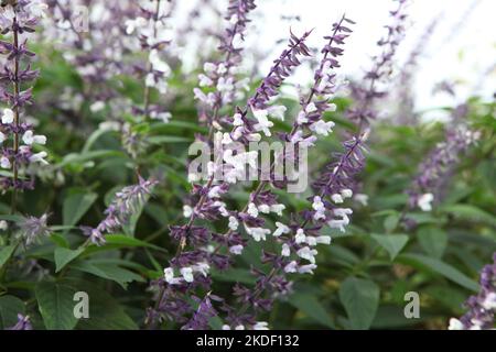 Salvia splendens 'Phyllis' Fancy' in Blüte. Stockfoto