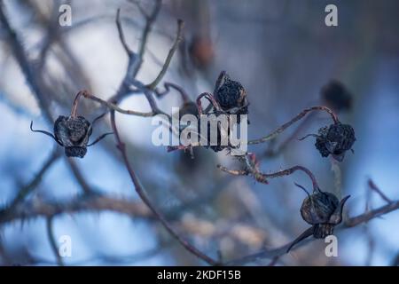 Hagebuttenbusch mit Dornen und trockenen Hagebutten auf verschwommenem Hintergrund. Rosa canina Stockfoto