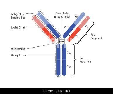 Die Grundstruktur eines Antikörpers zeigt die leichten und schweren Ketten, die Antigen-Bindungsstelle. Fab: Fragment-Antigen-bindende Domäne; FC: Fragment Stockfoto