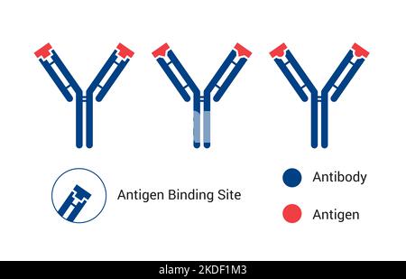 Antikörperstruktur von Immunglobulin mit den Enzymen Papain und Pepsin, der Grundstruktur eines Antikörpers, zeigt die leichten und schweren Ketten Stockfoto