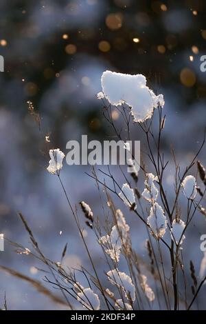 Morgenschnee auf dünnen, trockenen Grashalmen und Buschzweigen auf verschwommenem Hintergrund Stockfoto